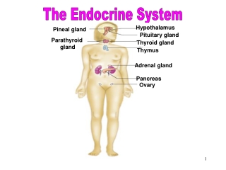 The Endocrine System