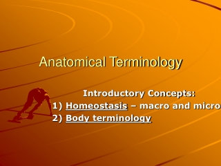 Anatomical Terminology