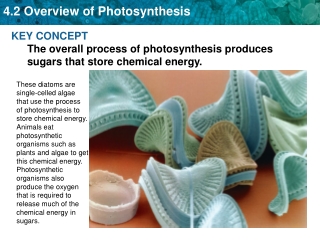 KEY CONCEPT The overall process of photosynthesis produces sugars that store chemical energy.