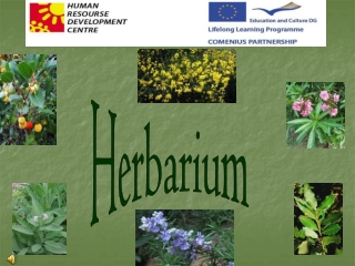 Herbarium