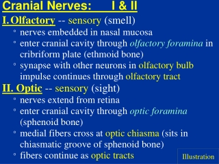 Cranial Nerves:	I &amp; II