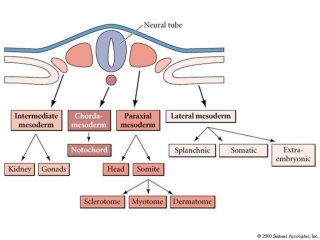 Of vertebrae and ribs muscle of ribs , ribs, limbs