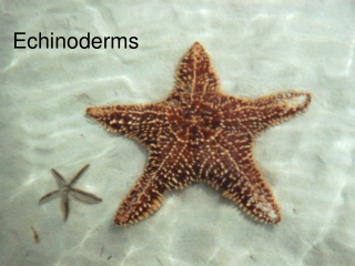 Echinoderms