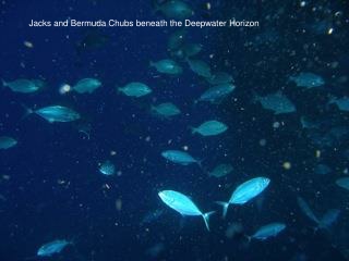 Jacks and Bermuda Chubs beneath the Deepwater Horizon