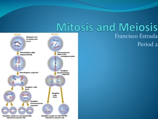 Mitosis and Meiosis