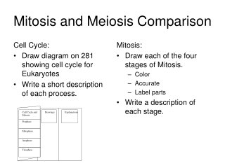 Mitosis and Meiosis Comparison