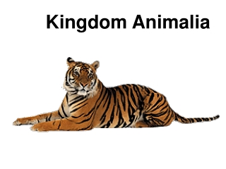 Kingdom Animalia