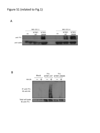 Figure S1 (related to Fig.1)