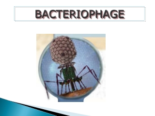 BACTERIOPHAGE