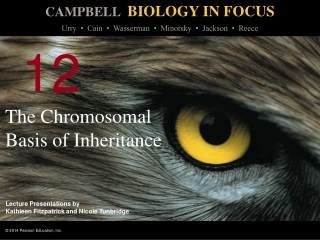 The Chromosomal Basis of Inheritance