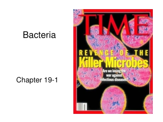 Bacteria