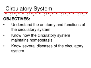 Circulatory System