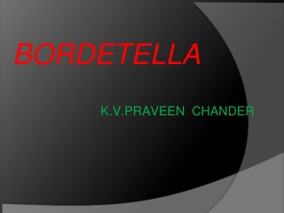 BORDETELLA