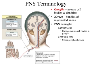 PNS Terminology