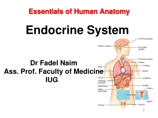 Essentials of Human Anatomy Endocrine System