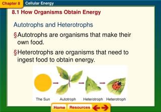 Autotrophs and Heterotrophs