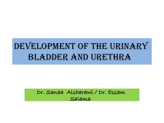 Development of the urinary bladder and urethra