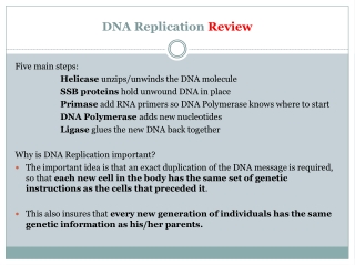 DNA Replication Review