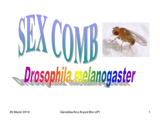 Drosophila melanogaster