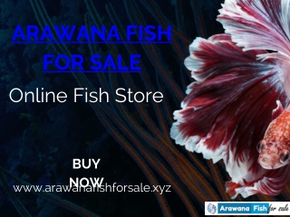 Hurry And Buy Arowana Fish Online At Best Price