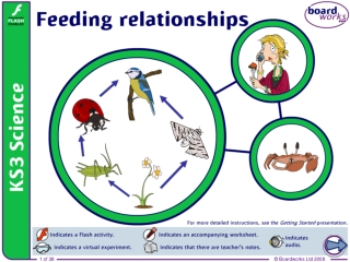 Feeding relationships