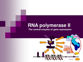 RNA polymerase II The central enzyme of gene expression