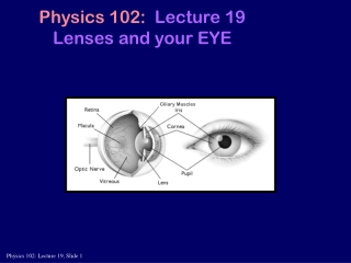 Physics 102: Lecture 19 Lenses and your EYE