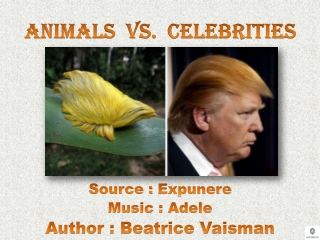 Animals vs. Celebrities Donald Tramp
