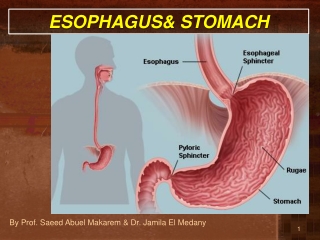 ESOPHAGUS&amp; STOMACH