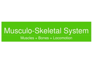 Musculo-Skeletal System