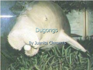 Dugongs