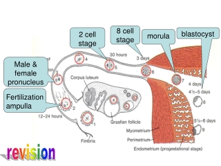 8 cell stage