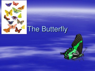 The Butterfly