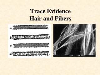 Trace Evidence Hair and Fibers