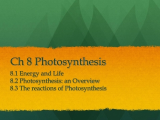 Ch 8 Photosynthesis