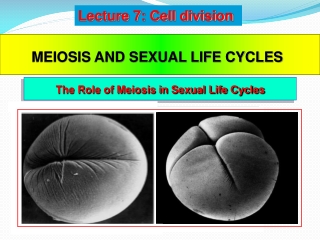 MEIOSIS AND SEXUAL LIFE CYCLES