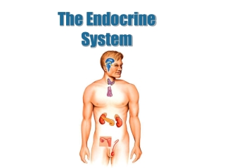 The Endocrine System