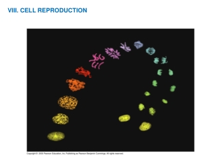 VIII. CELL REPRODUCTION