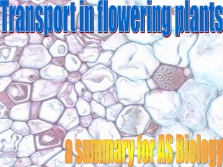 Transport in flowering plants