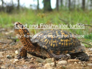 Land and Freshwater turtles