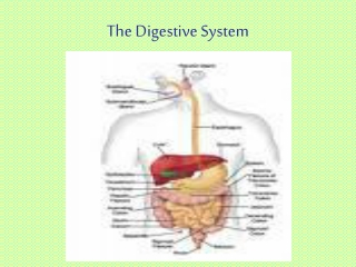 The Digestive System