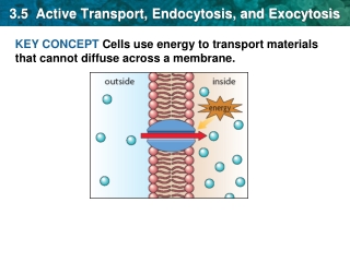 3.5 Active Transport, Endocytosis, and Exocytosis