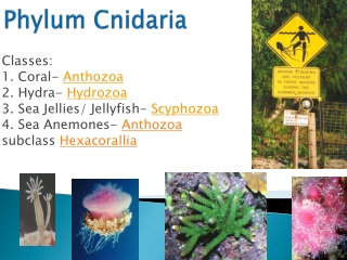 Phylum Cnidaria