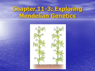 Chapter 11-3: Exploring Mendelian Genetics