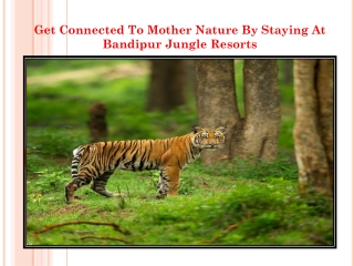 Get Connected To Mother Nature By Staying At Bandipur Jungle Resorts