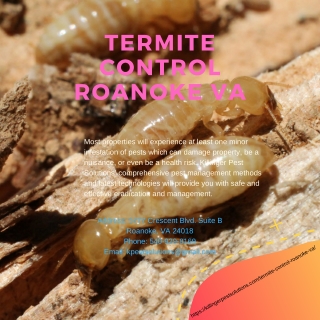 Termite Control Roanoke VA