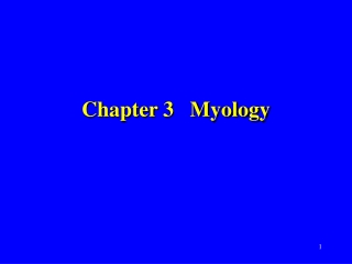 Chapter 3 Myology