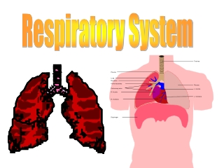 Respiratory System