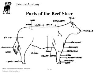 Parts of the Beef Steer