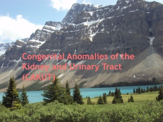 Congenital Anomalies of the Kidney and Urinary Tract (CAKUT)